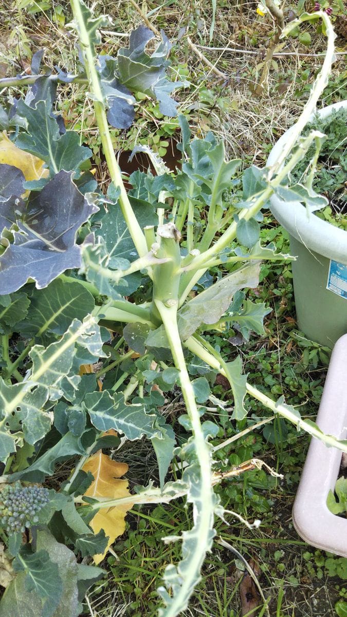 朝から採れたて野菜