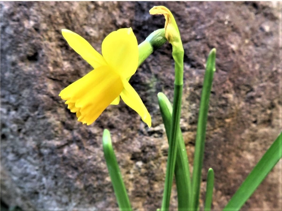 🌻今日の花たち🌻その25