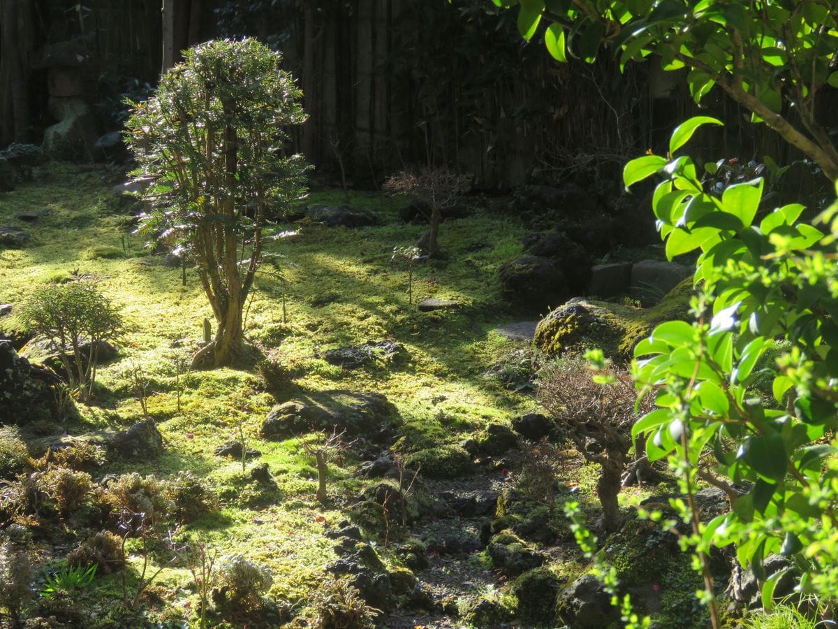 朝の苔庭