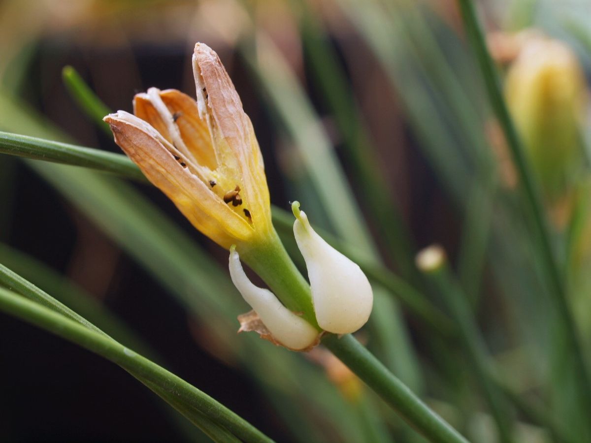 ムカゴからの開花