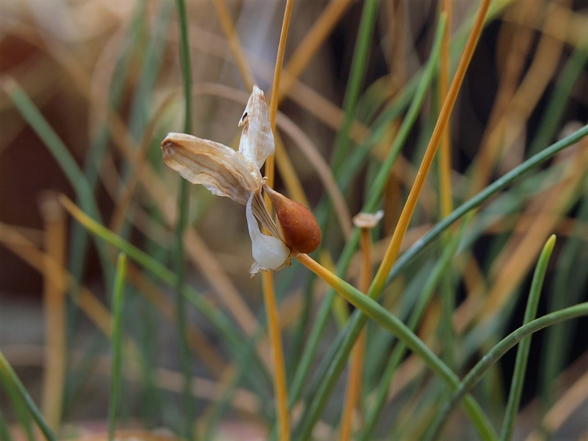 ムカゴからの開花