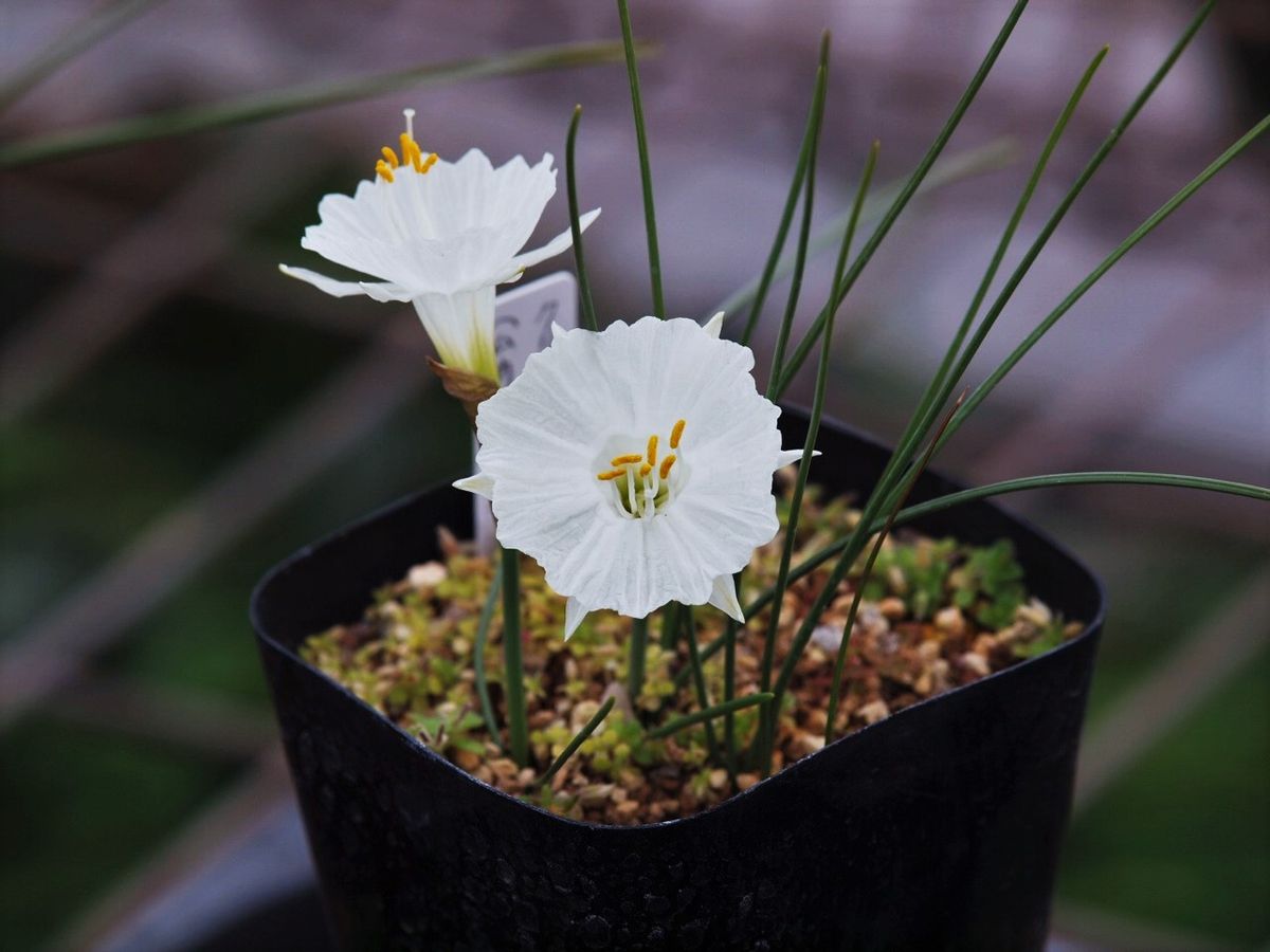 ムカゴからの開花