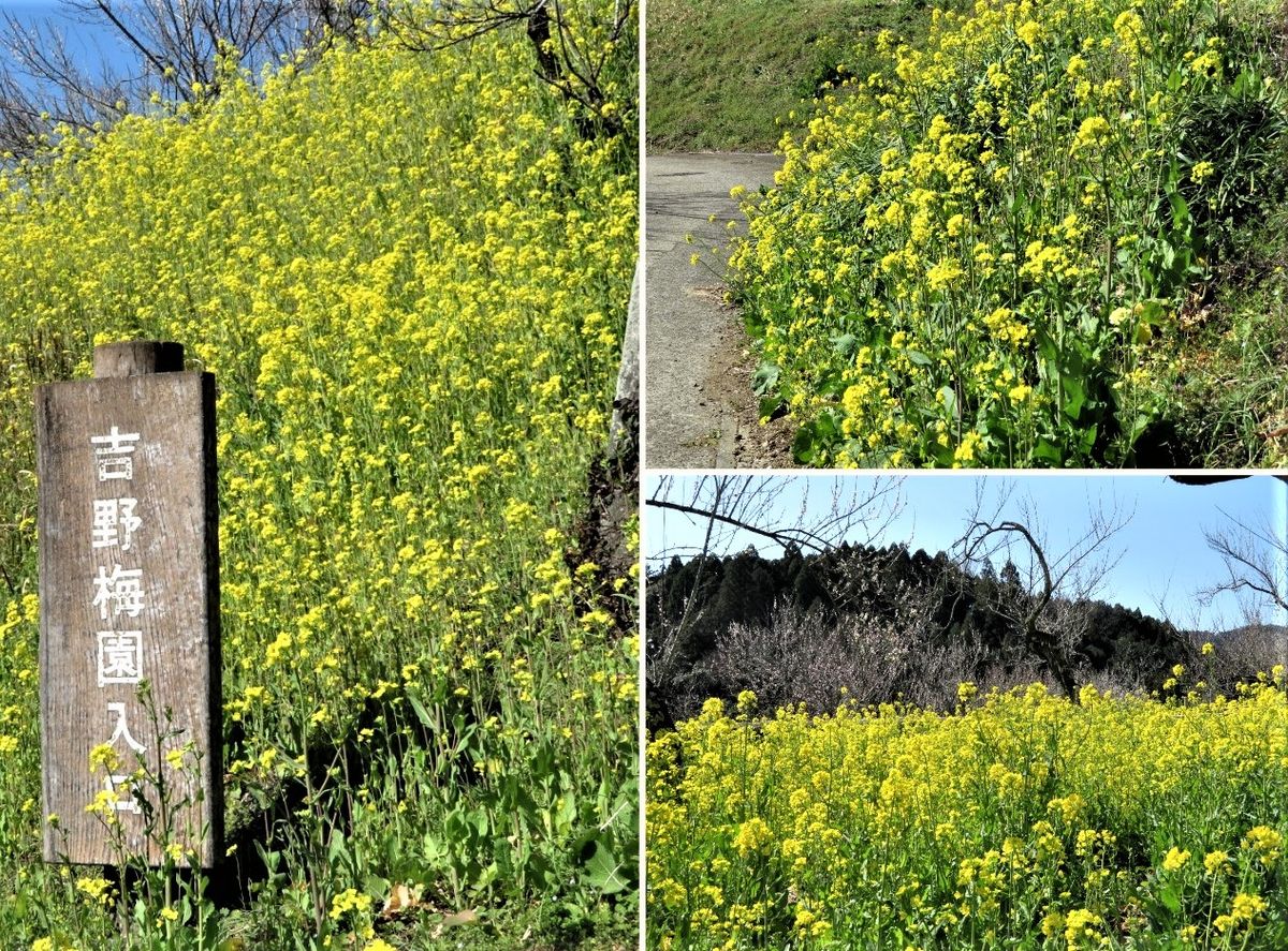 見てきました梅園の花