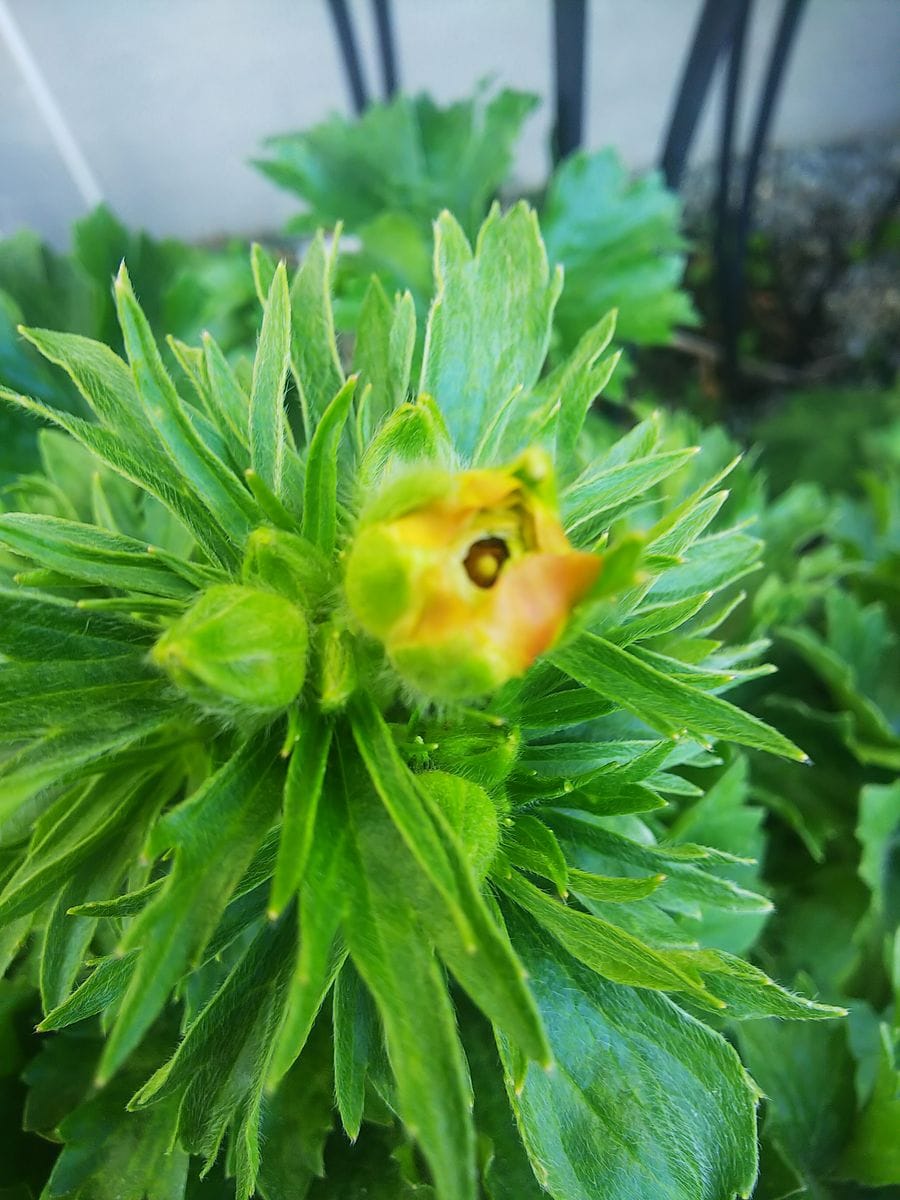 ラックスの花芽が色づきました🎵