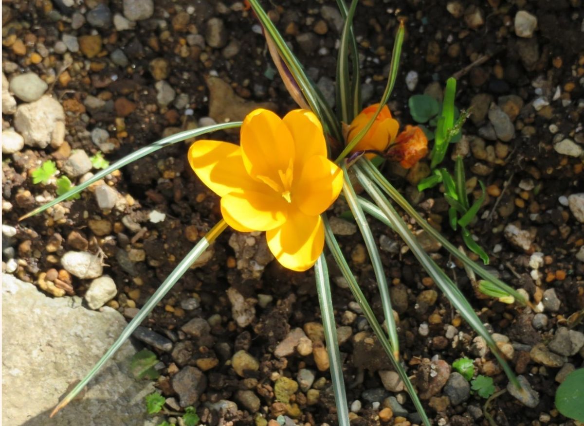 🌻今日の花たち🌻その26