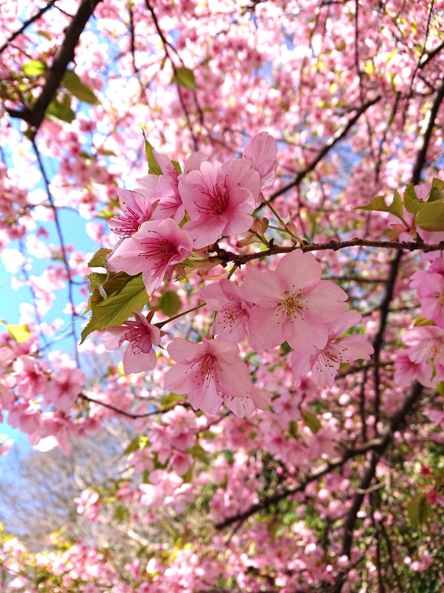 お花見散歩