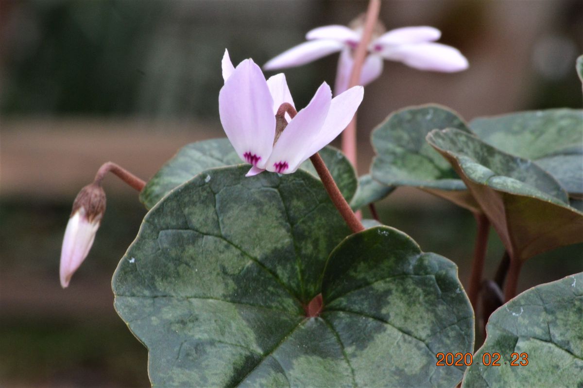 お気に入りの花