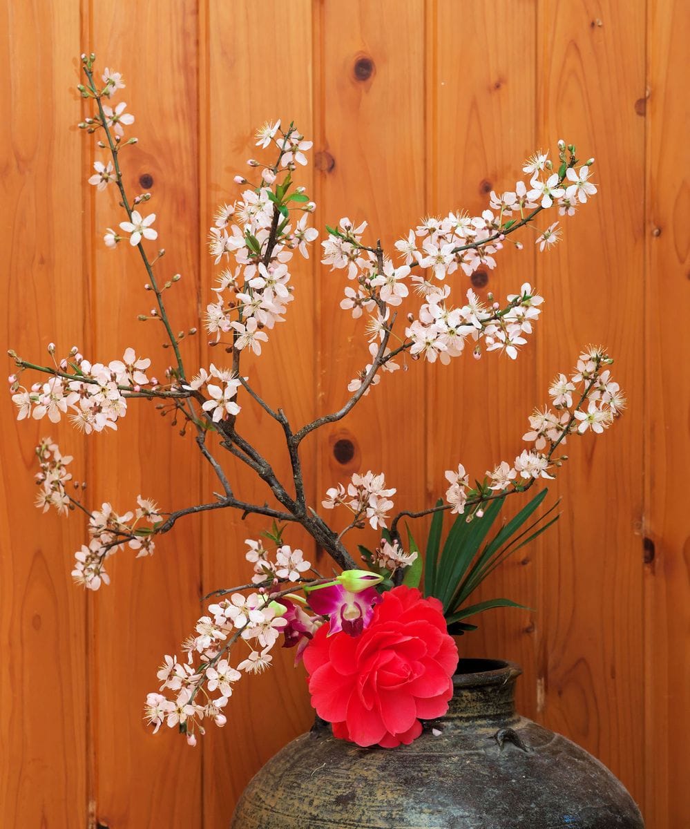 沈丁花満開、すももと山茶花一夜明けて