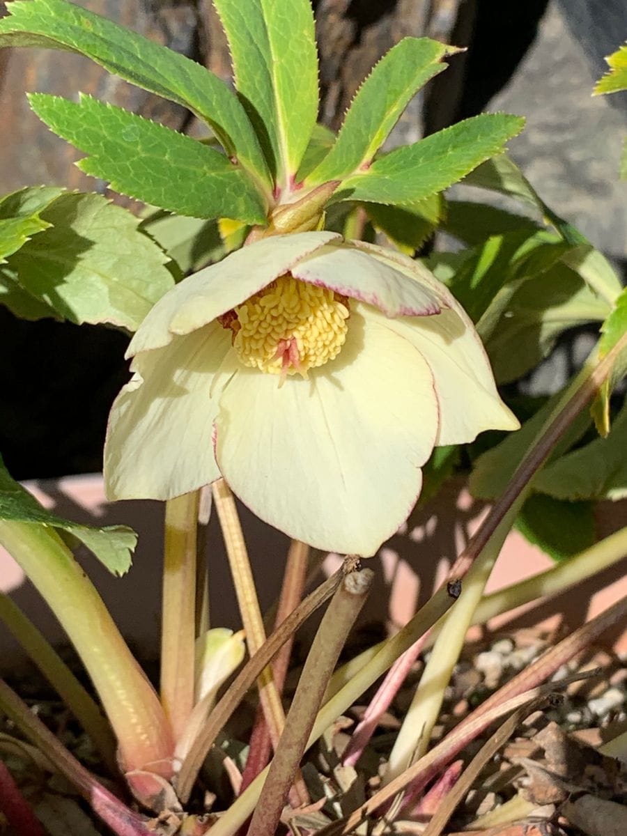 今日の開花