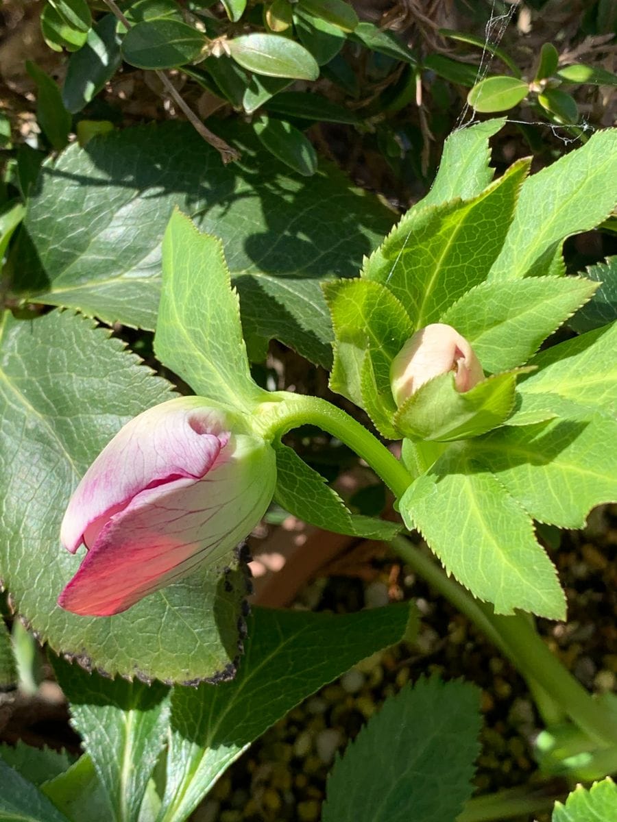 今日の開花