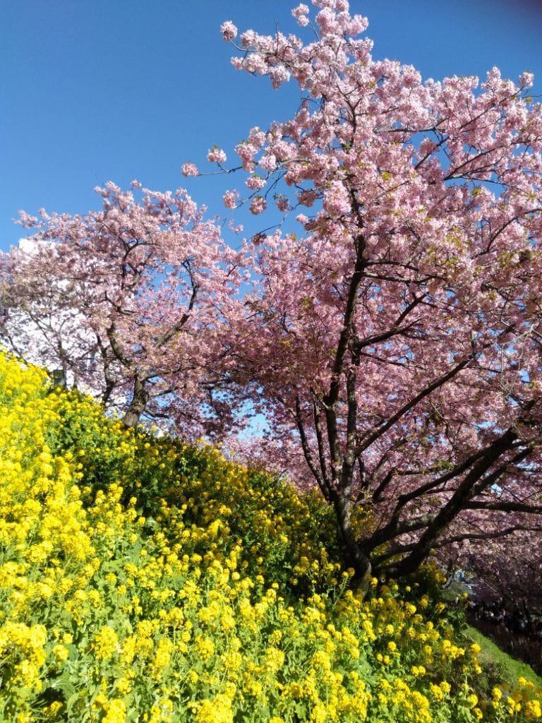 河津桜の名所へ🌸