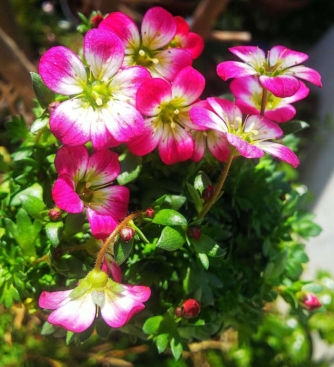 雲間草の寄せ植え