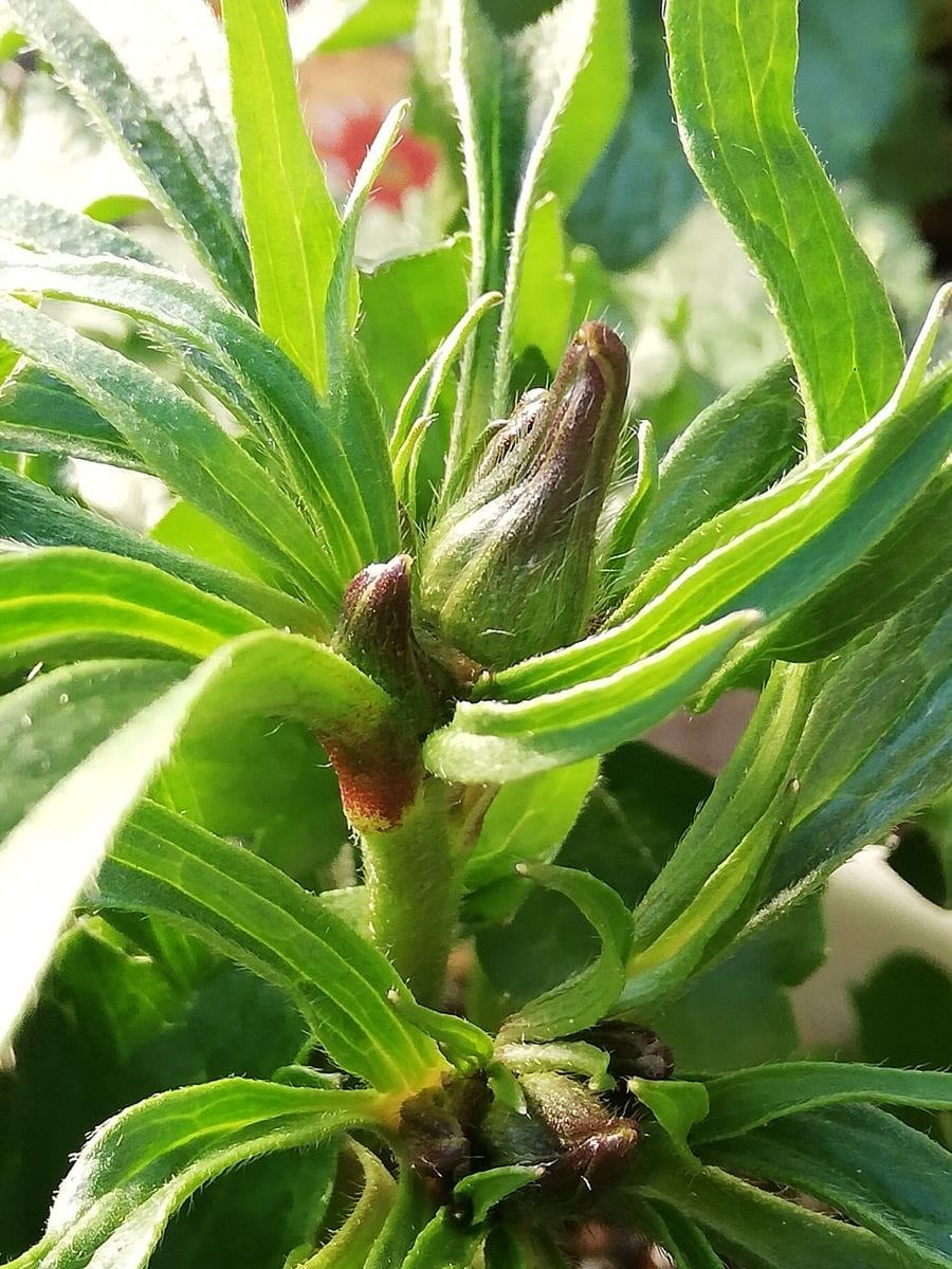 ラックスの花芽が上がってきた～😃