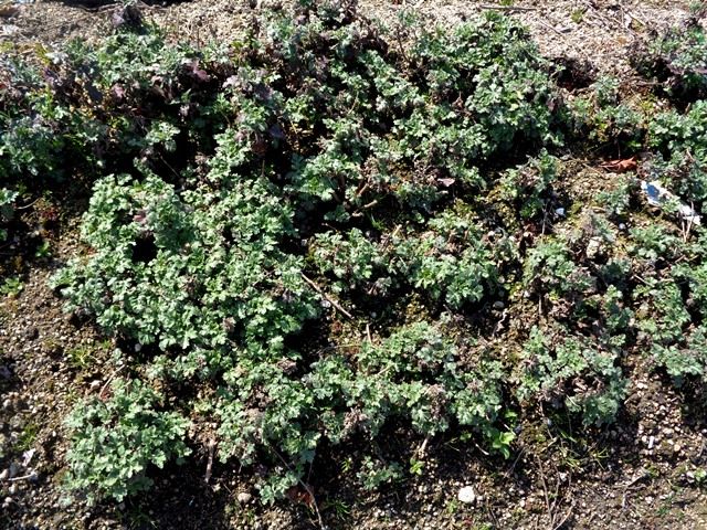 夏菊の植え替え作業①