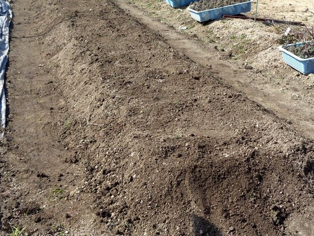 夏菊の植え替え作業①