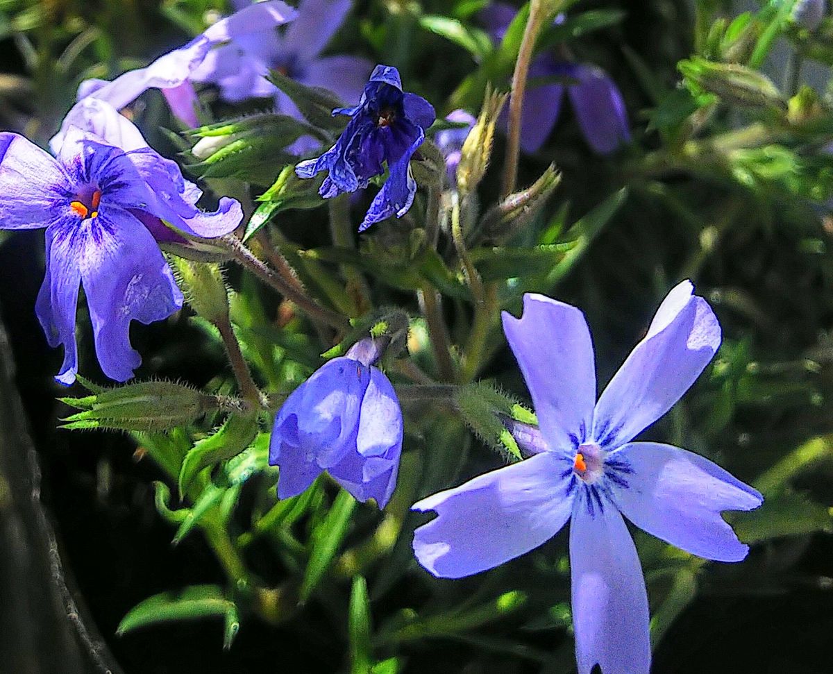 ブルーの可愛い小花💙