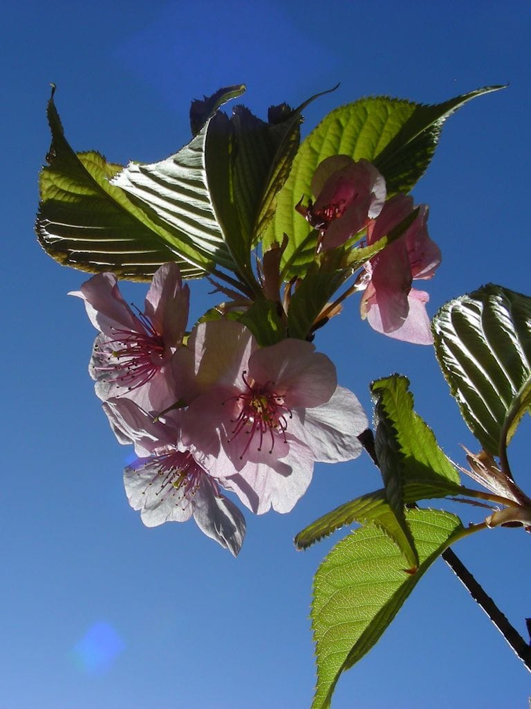 「河津桜」青空バック。