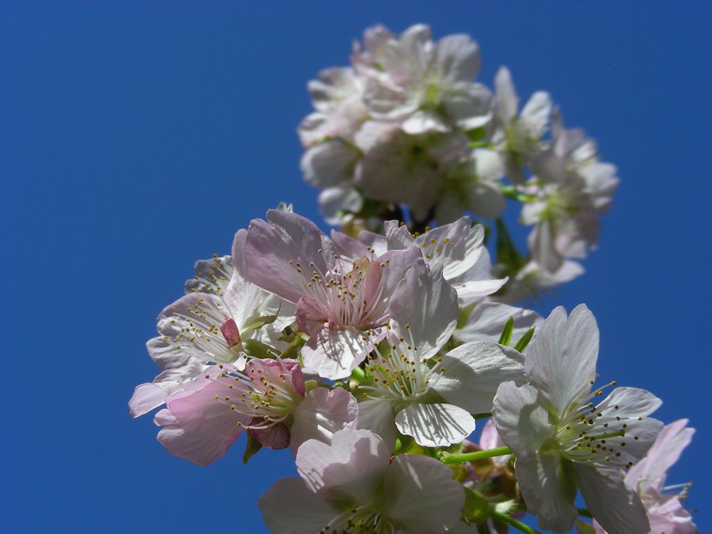 「河津桜」青空バック。