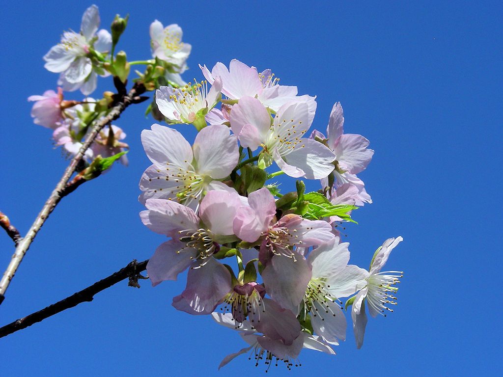 「河津桜」青空バック。