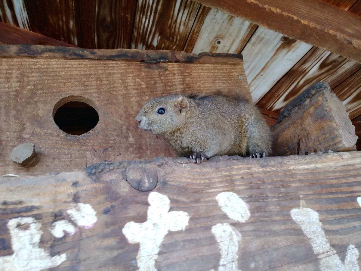 ふれあいの里🐿️