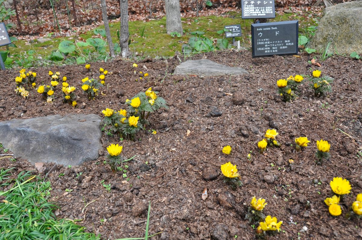 北山緑化植物園に行ってきました！２