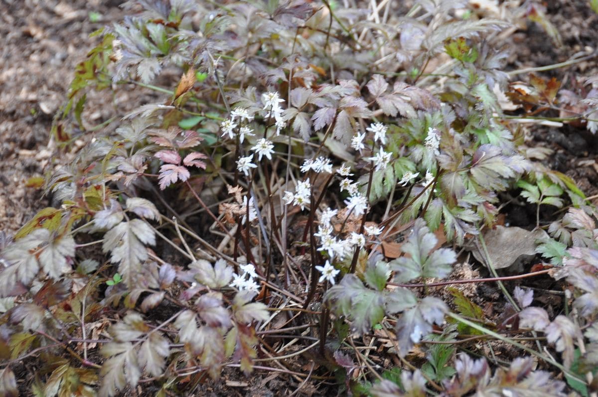 北山緑化植物園に行ってきました！２