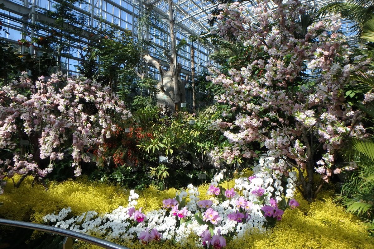 広島市植物公園お花見日記１３