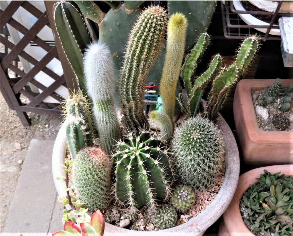 🌵寄せ植えのサボテンたち🌵