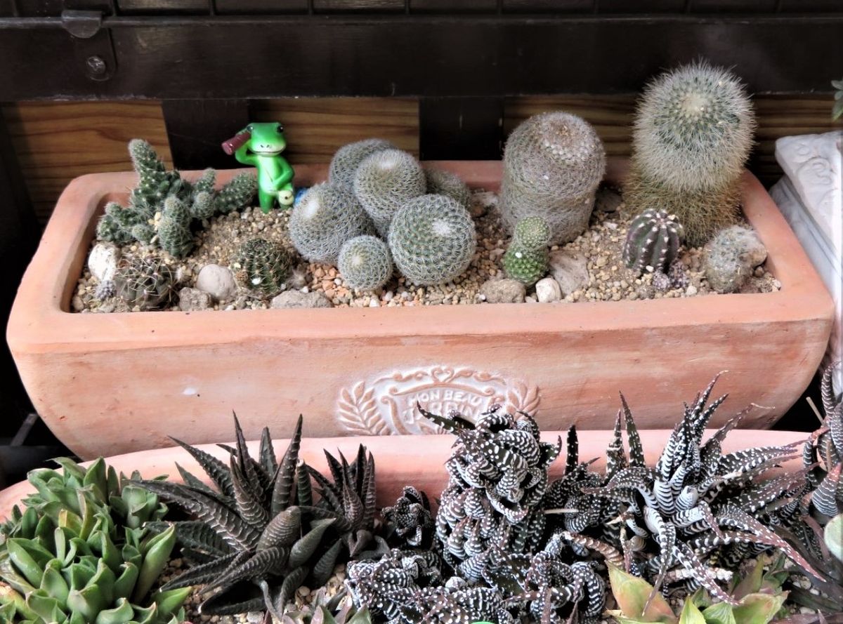 🌵寄せ植えのサボテンたち🌵