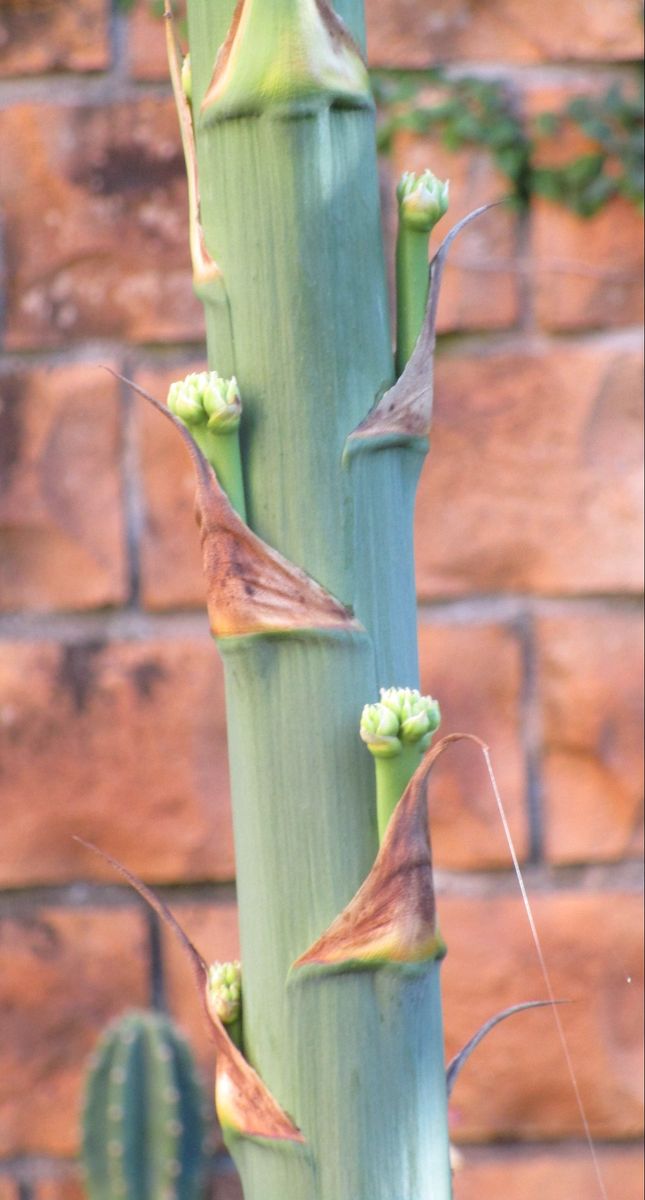 リュウゼツランの花茎の腋芽！