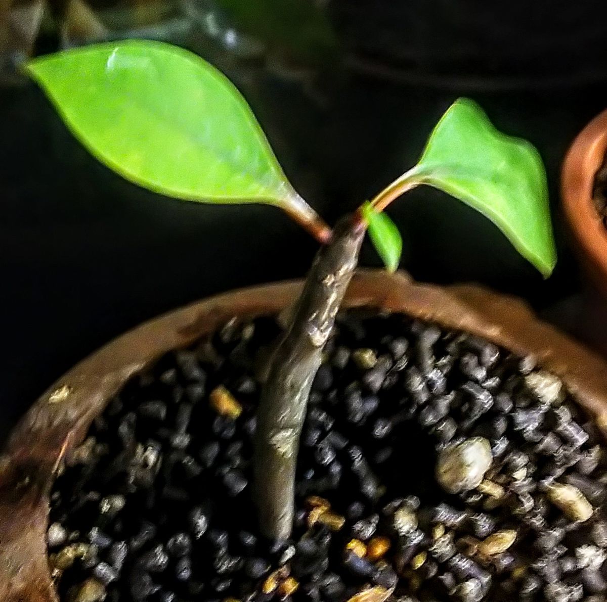 お部屋のプルメリア🌱🌼