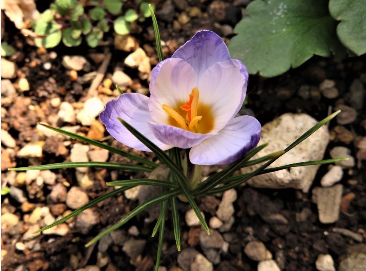 クロッカスの花色々