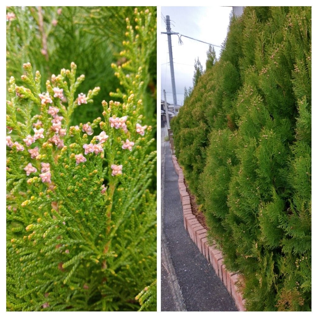 散歩道で見かけた植物！