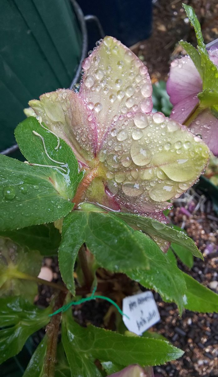 久しぶりの寒い雨☔️