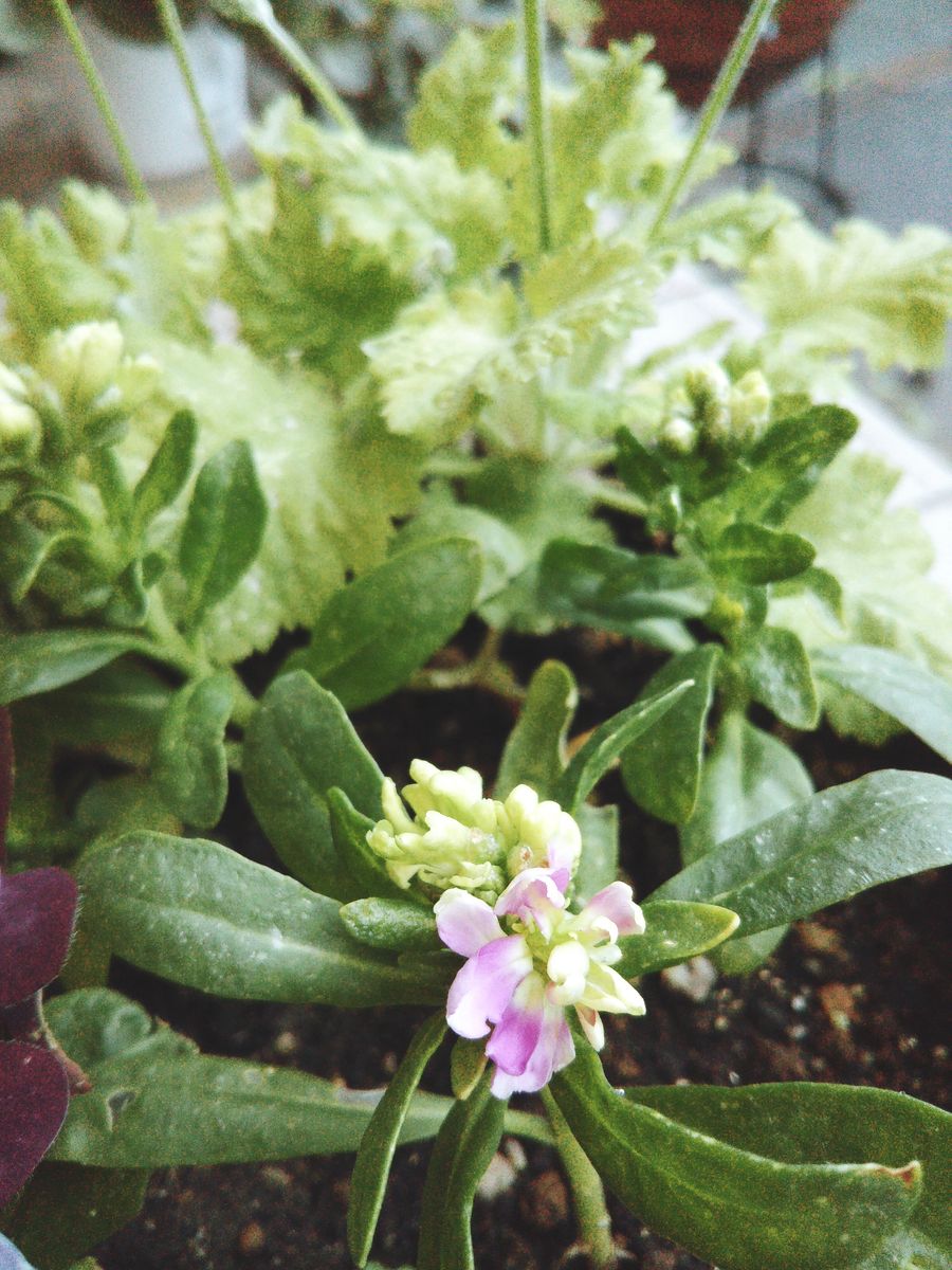 寄せ植えのお花が増えてきた😆