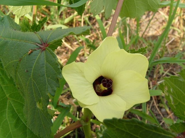 花が咲いたオクラ