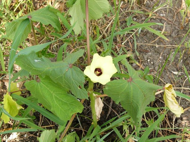 花が咲いたオクラ