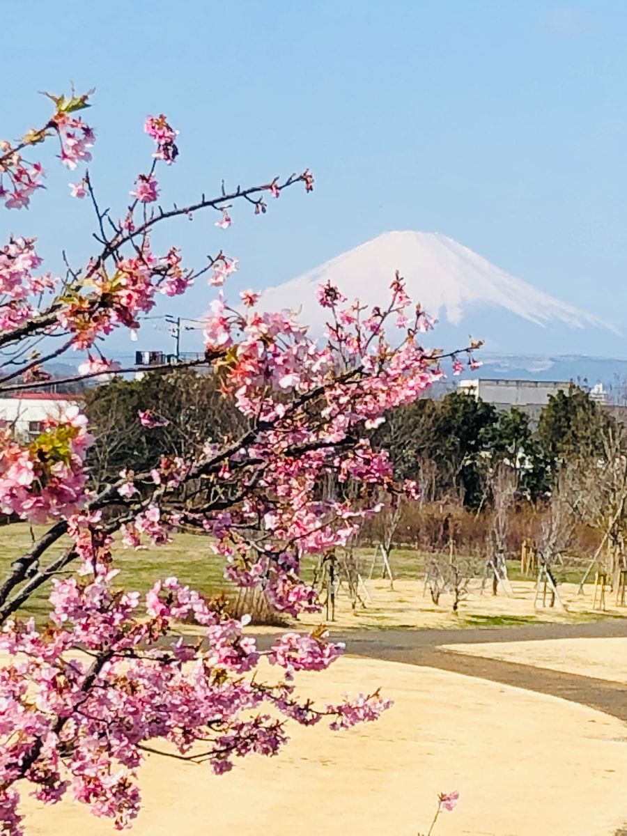 桜と富士山🎵