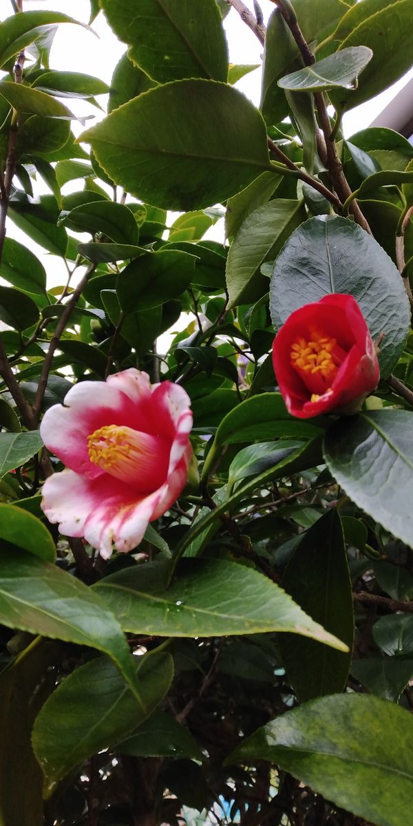 斑入りツルニチニチソウの花が咲いたよ！