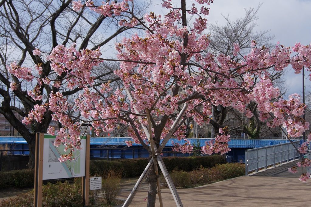 早咲き桜満開