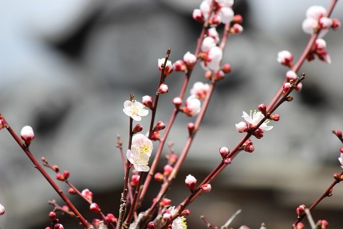 あんずの花