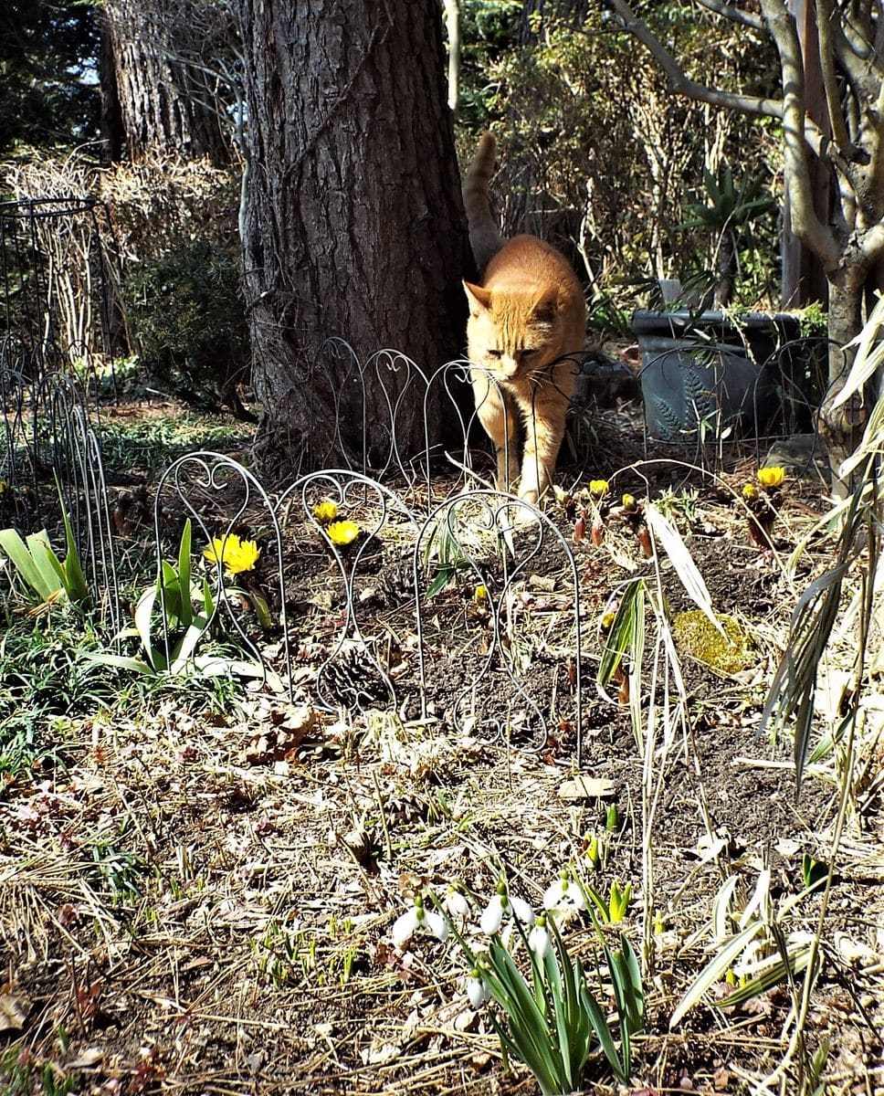 山野草の花壇