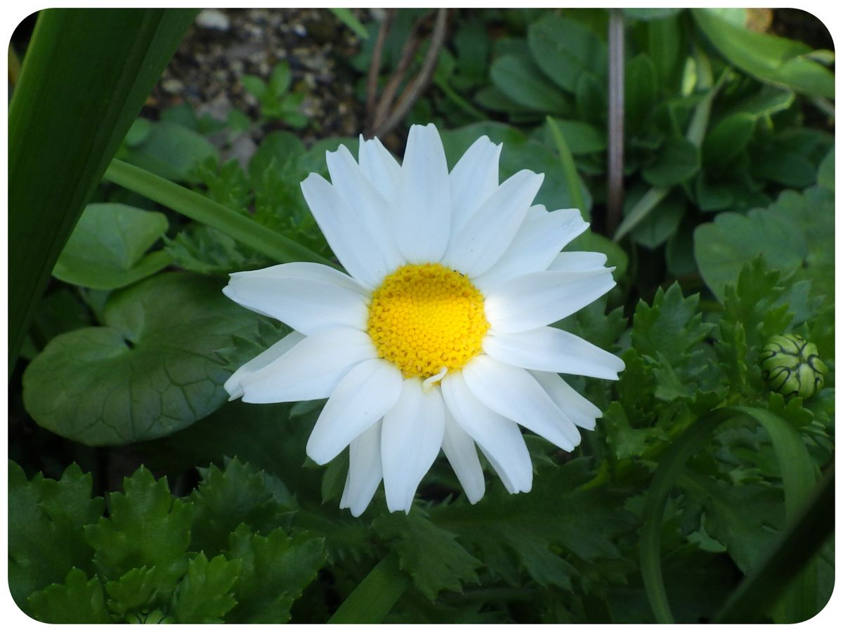 春の草花　その１