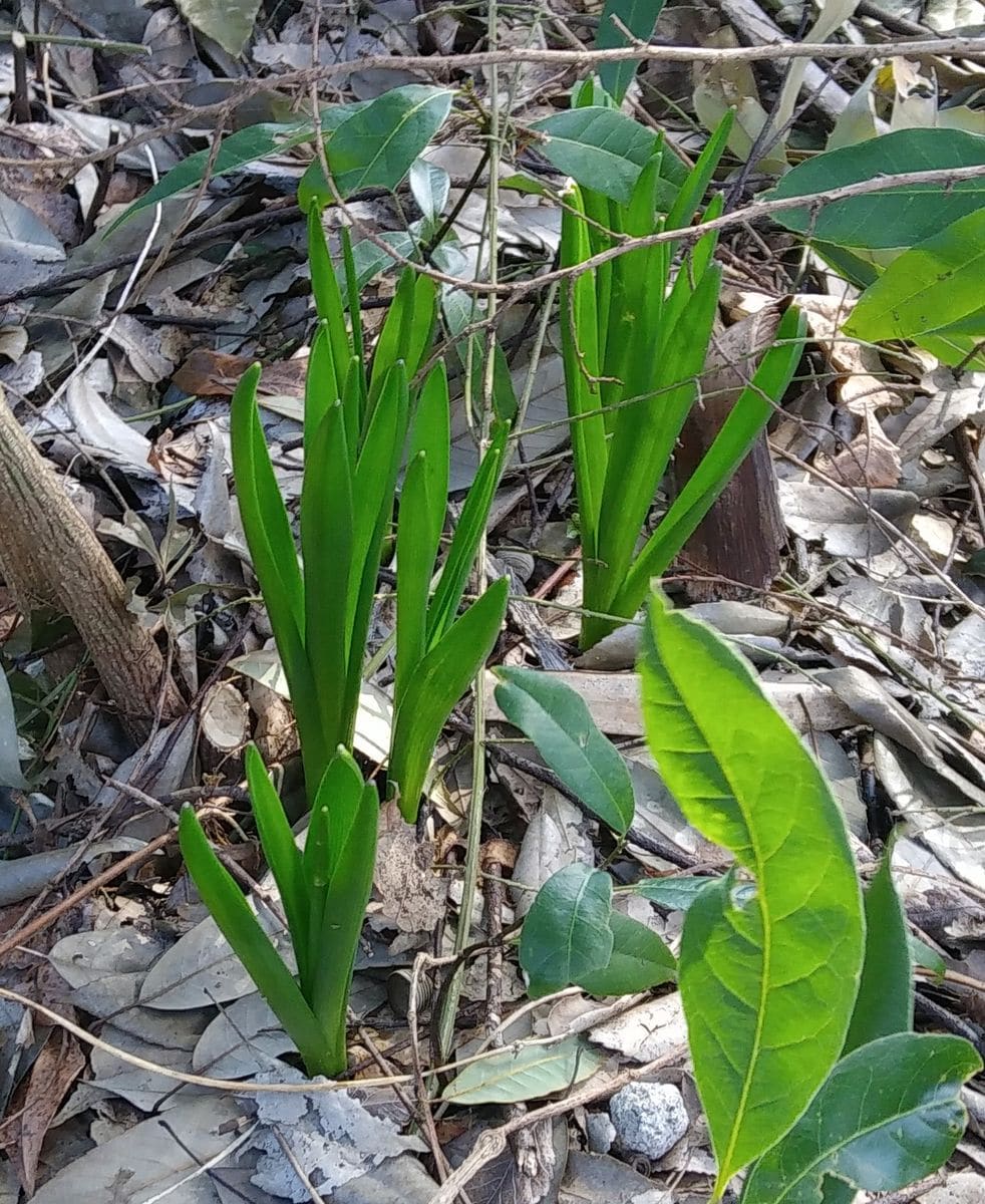 今年も🌱