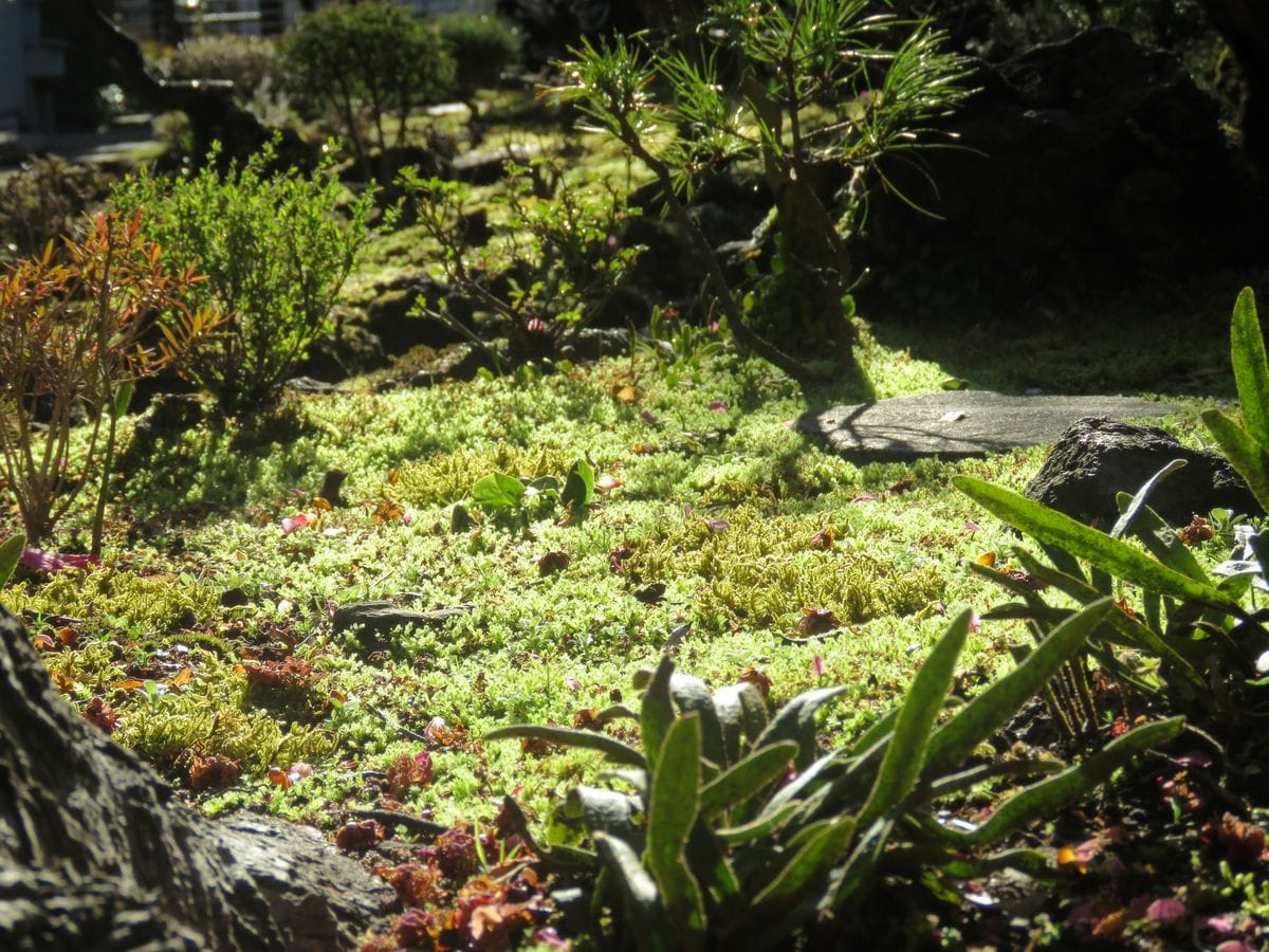 緑にかがやく朝の苔庭