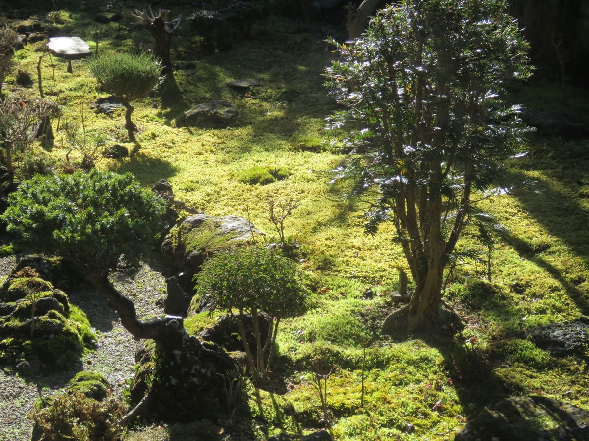 緑にかがやく朝の苔庭