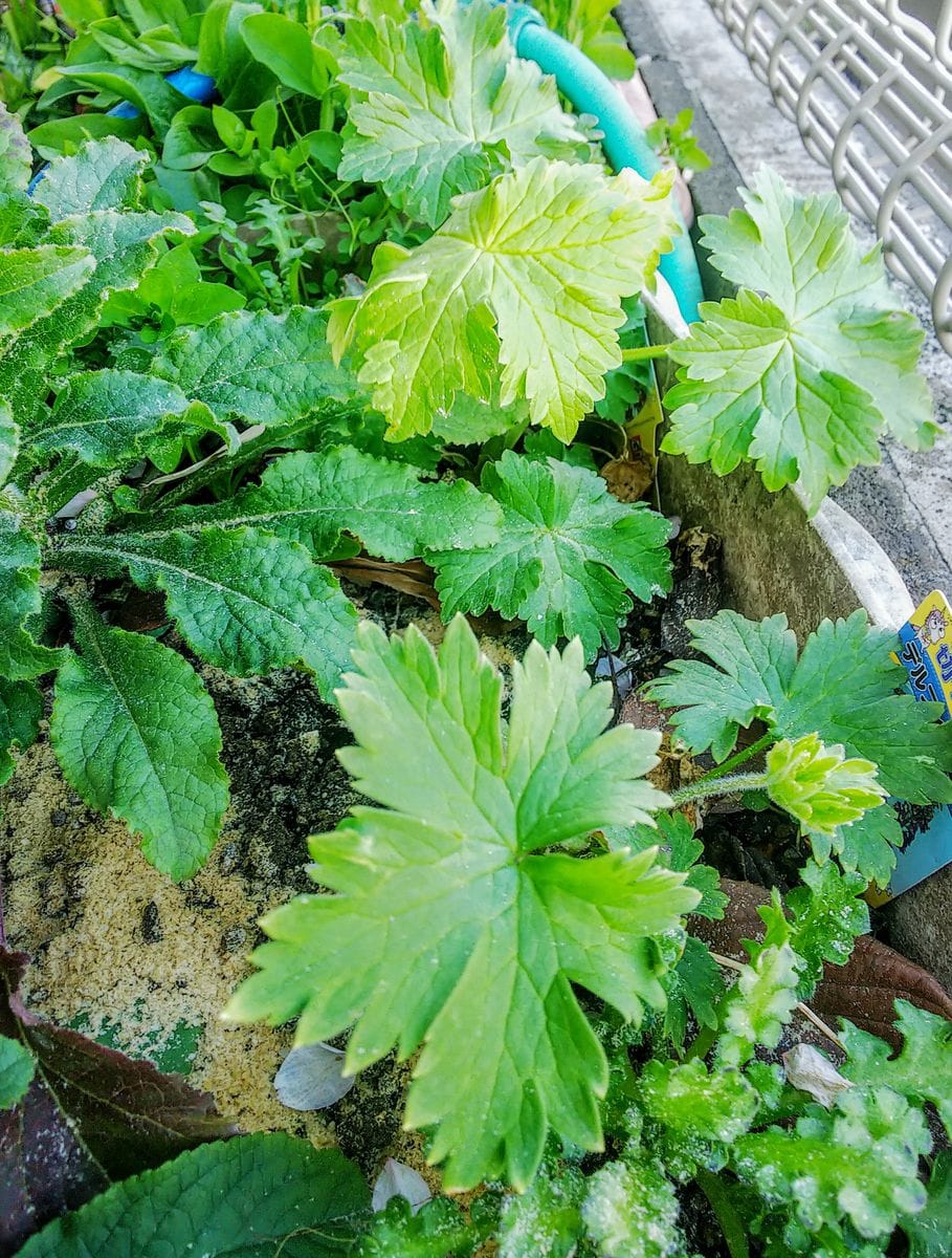 冬に植えた春のお花