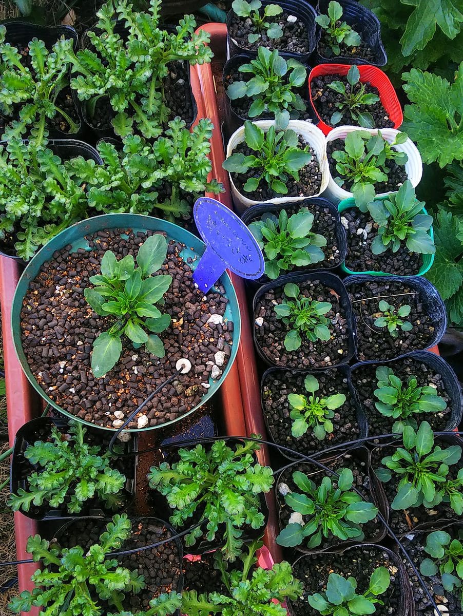 お世話が大変な種蒔きの花💙ビオラ