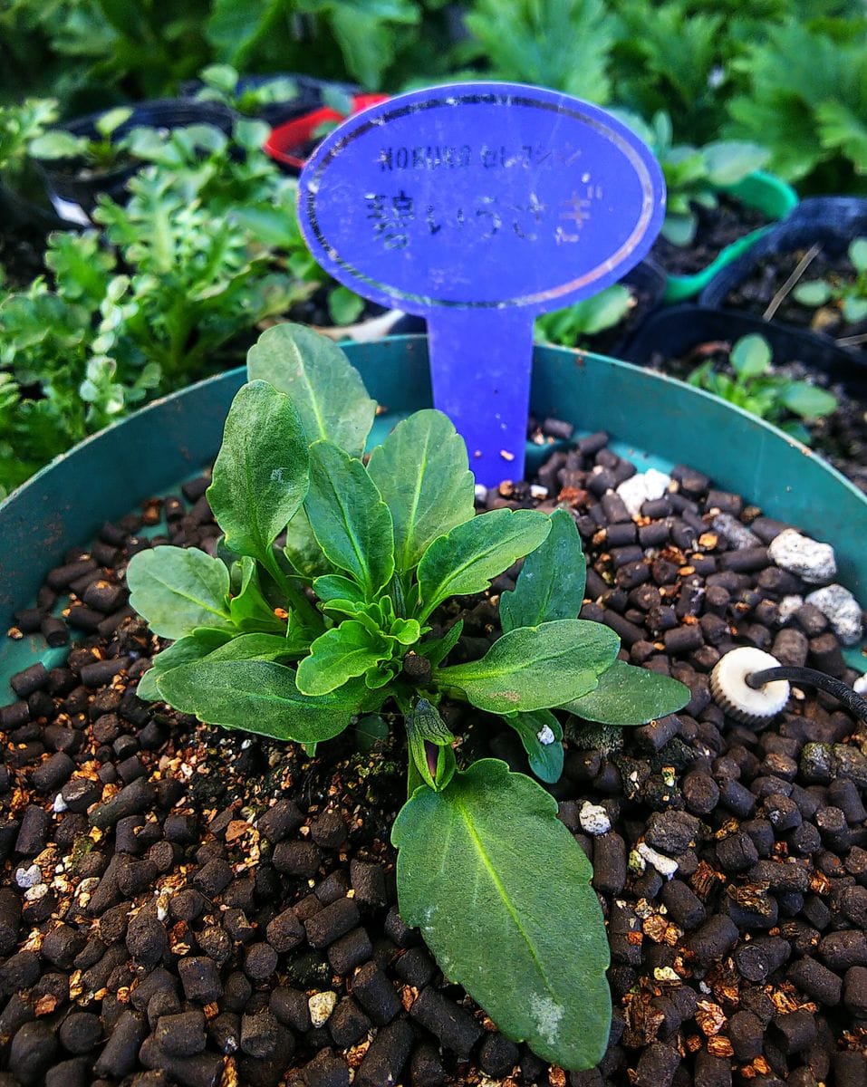 お世話が大変な種蒔きの花💙ビオラ