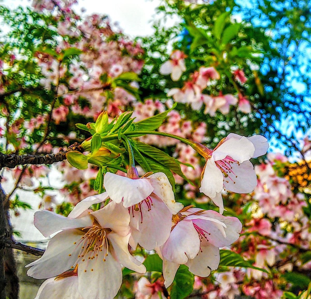 葉が出て散り始めた玉縄桜🌸